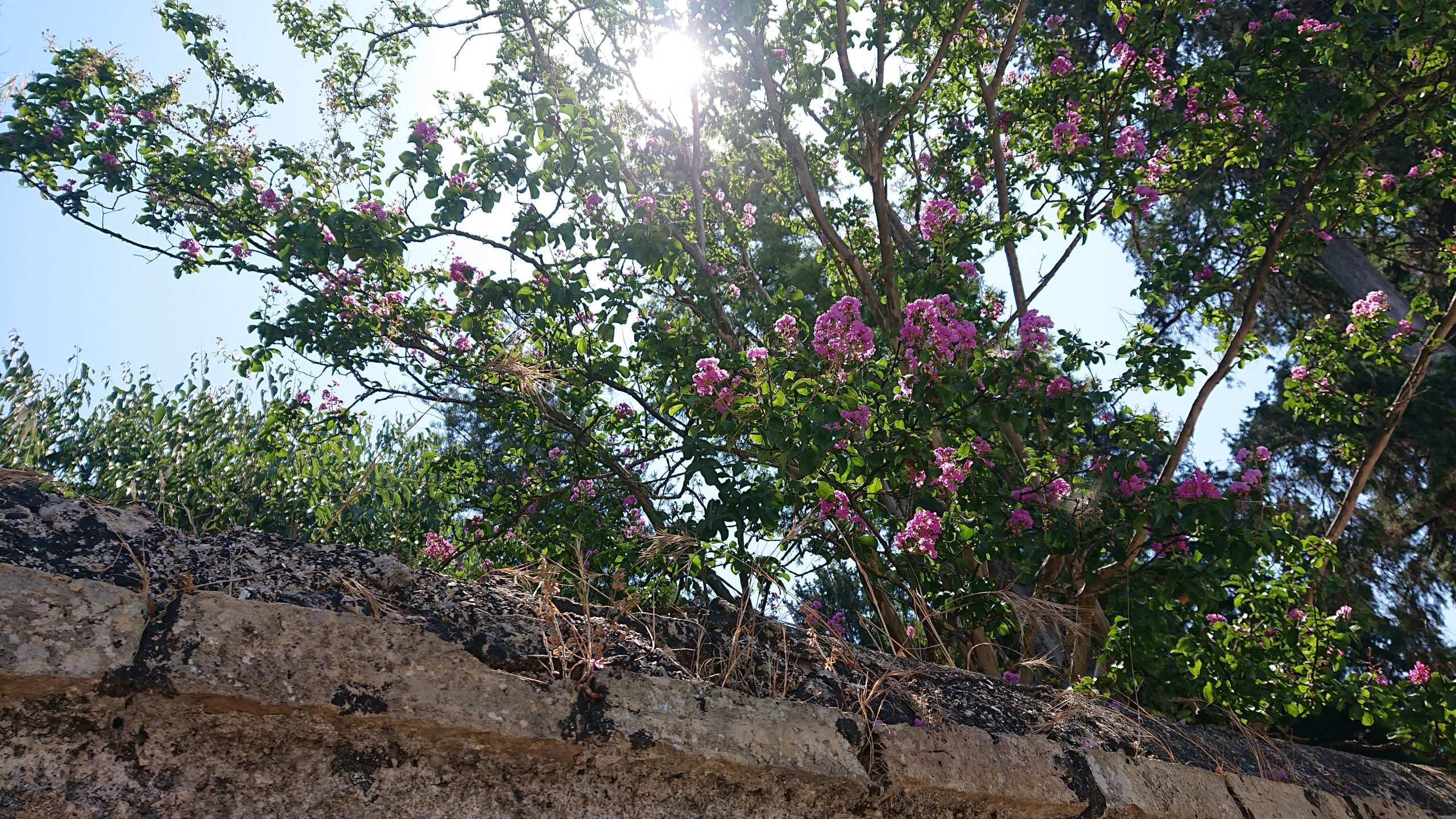 DSC_7376
